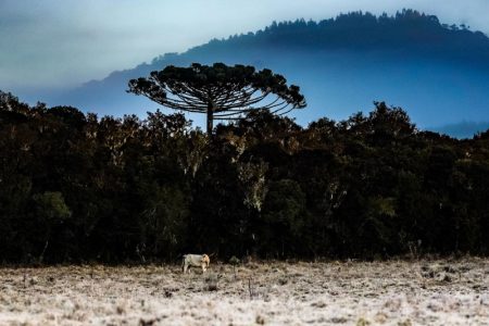 Frente fria e massa de ar polar derrubam temperaturas e pode nevar em SC