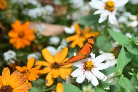 Como fica o tempo durante a primavera? Veja a previsão