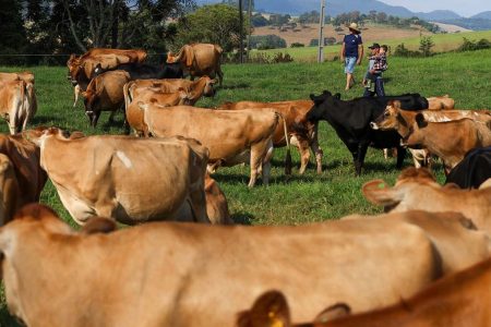 Santa Catarina registra aumento na produção de leite e ovos em 2023