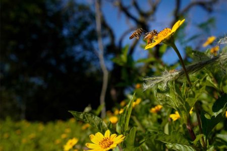 Primavera em Santa Catarina será com temperaturas acima da média e chuvas mais frequentes
