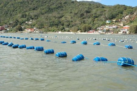 Fapesc e Secretaria da Aquicultura e Pesca lançam edital para pesquisa em Santa Catarina