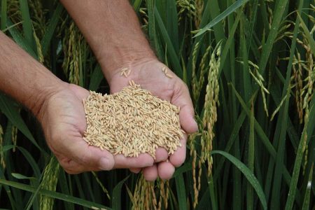 Santa Catarina é destaque em manejo e pesquisa na produção de arroz