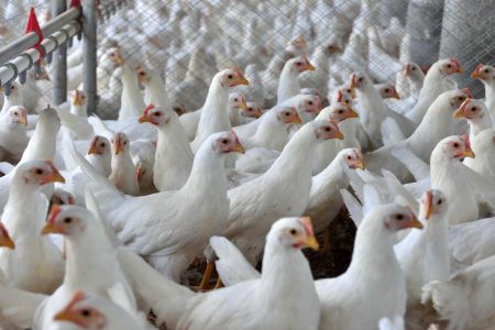 Gripe aviária: 17 países retomam importação de frango brasileiro