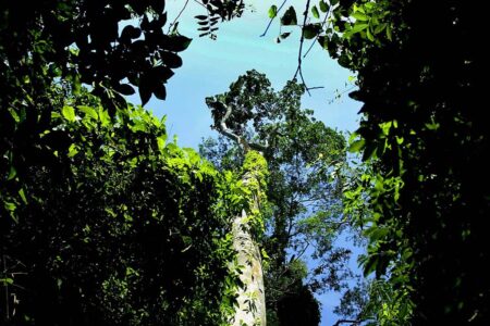 Lei que regula mercado de créditos de carbono no Brasil sai da gaveta