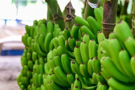 Banana de Luiz Alves é reconhecida como a 10ª Indicação Geográfica de Santa Catarina