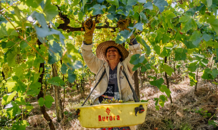 Trabalhador da Vinícola Aurora no RS