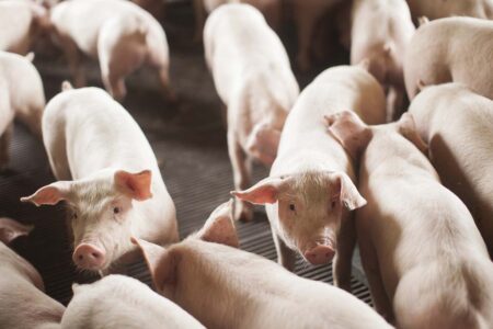 SC exporta quase dois milhões de toneladas de carnes e bate recorde em 2024