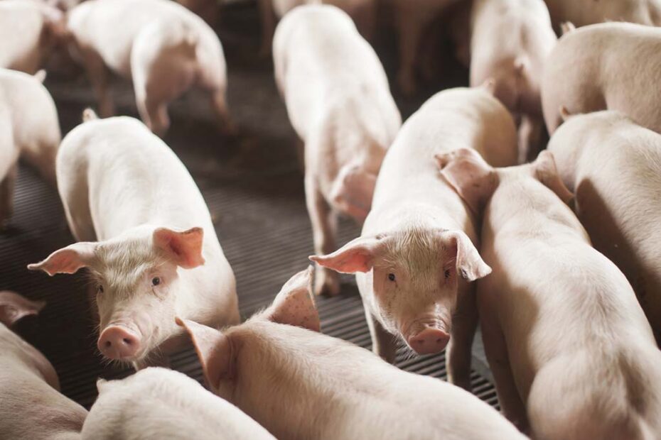 carnes suinos hojesc