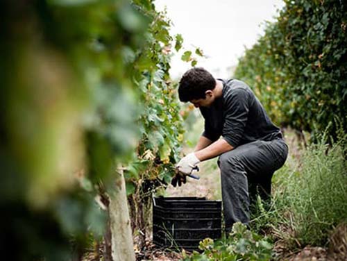 uvas vinhos alexandre teixeira