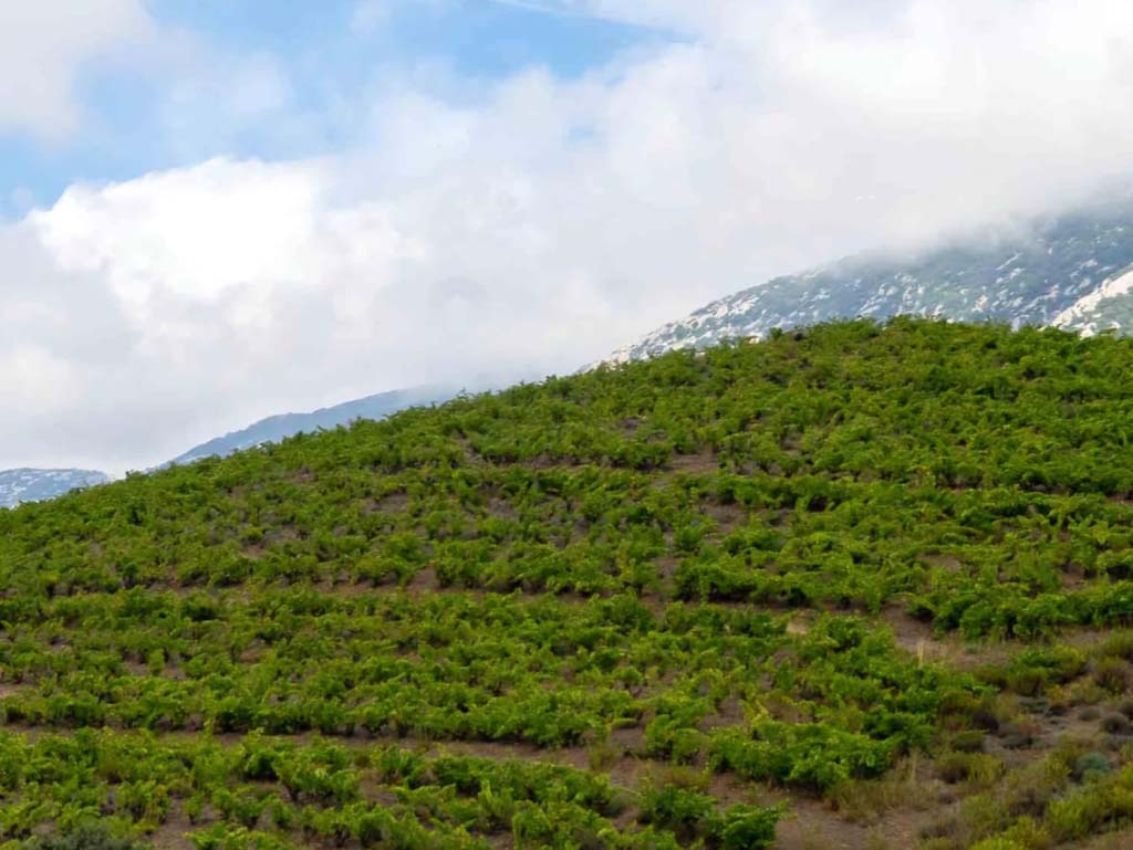 vinhos 3 alexandre teixeira