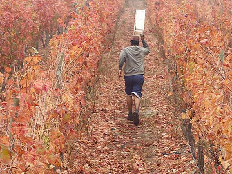 chile 1 vinho wine hojesc