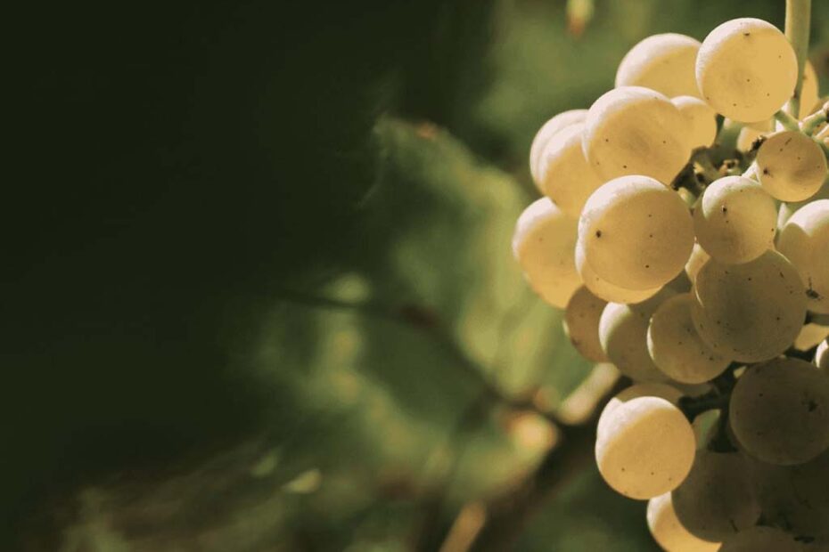 uva vinho