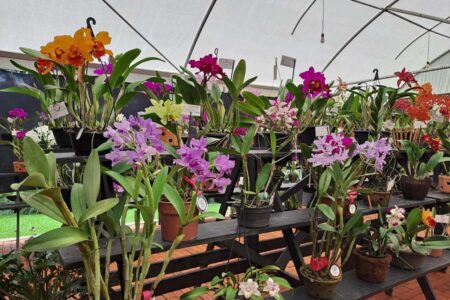 Joinville: 1º Festival das Flores de Outono terá exposição, venda de plantas e muitas atrações