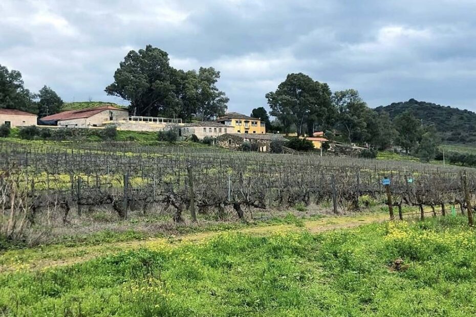 VINHO 1 - 1 quinta da silveira