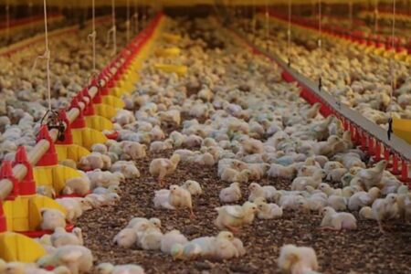 Santa Catarina exporta 328 mil toneladas de carnes no 1º bimestre de 2025