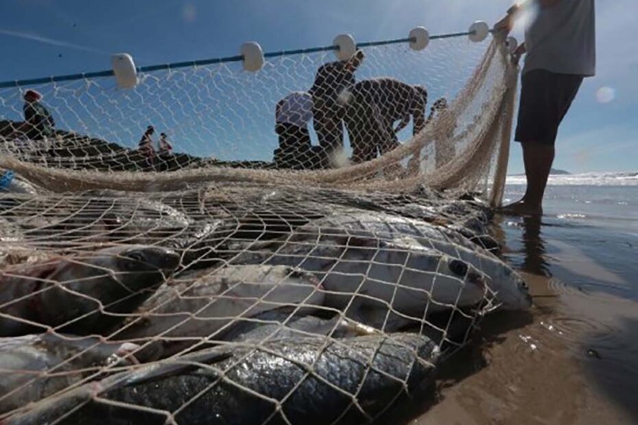 pesca de arrasto tainha santa catarina hojesc