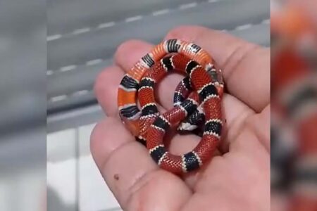 Após ser picada, vigilante morde cobra venenosa em creche em Jaraguá do Sul (SC)