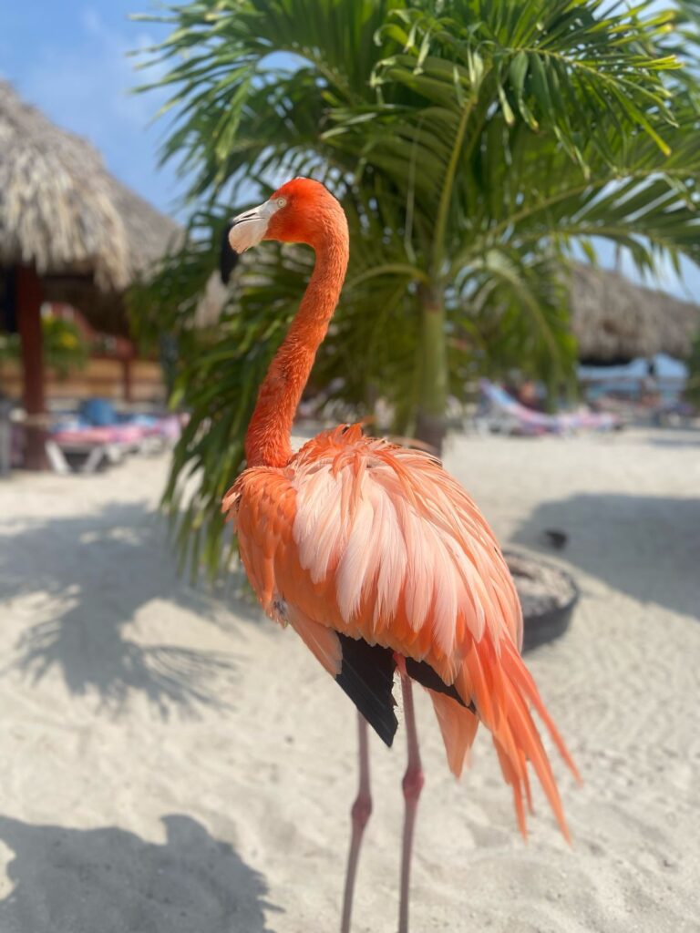 flamingo de palm island