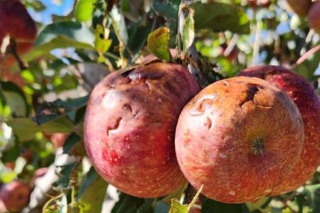 Frente fria provoca estragos na área rural em Santa Catarina