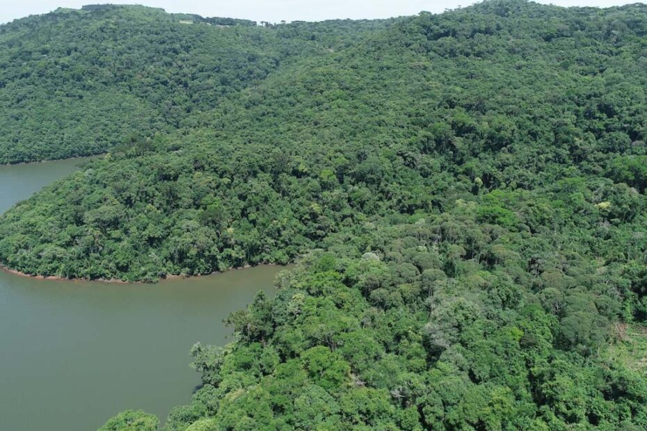 Mata Atlântica santa catarina hojesc