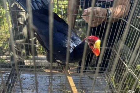 Operações apreendem mais de 230 animais silvestres em Santa Catarina