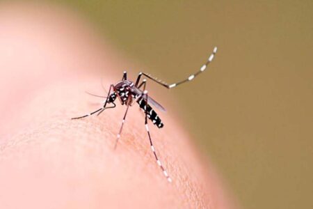 Santa Catarina notifica 80 mil casos de dengue em 2025; 179 cidades estão infestadas pelo mosquito