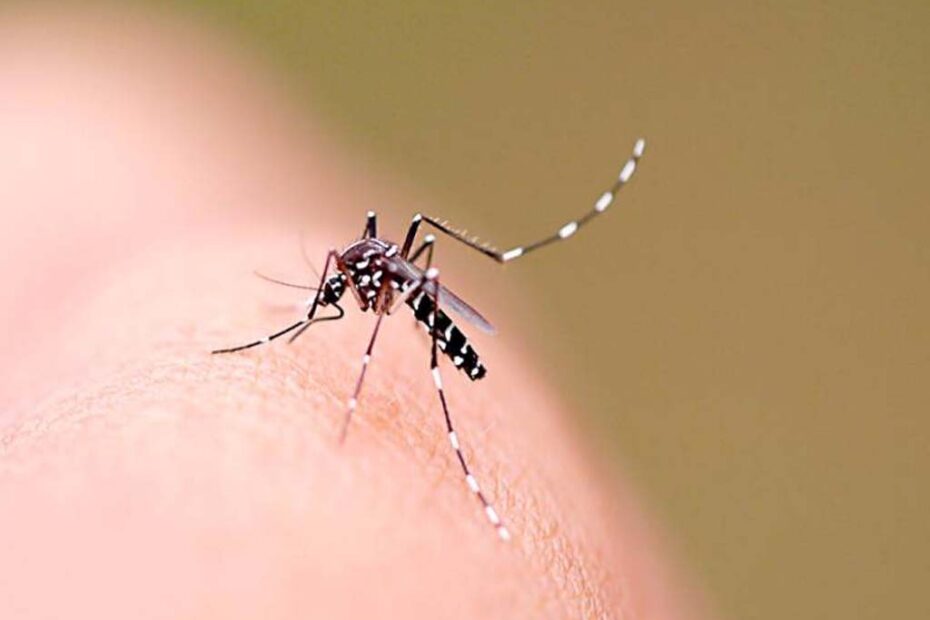 aedes aegypti santa catarina dengue hojesc