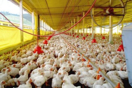 Há cinco investigações de suspeita de gripe aviária no Brasil e uma delas é em SC
