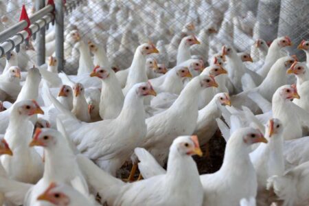 Análises em suspeitas de gripe aviária em granjas de Santa Catarina e Tocantins continuam