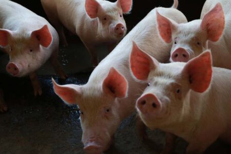 Abates no Brasil registram melhor 1º trimestre da série histórica; SC é líder na suinocultura