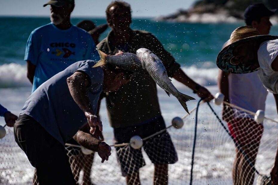 tainha pesca santa catarina hojesc