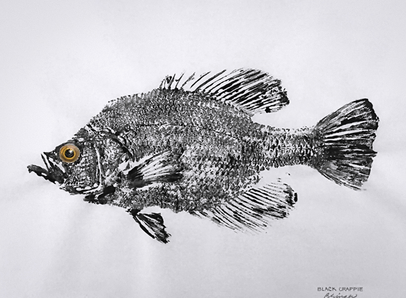 GYOTAKU fish Rubbing Crappie Calico Bass 21,6 X 28cm quality Art Print Panfish Cottage Decor Fisherman Gift by artist ©2025 Barry Singer.