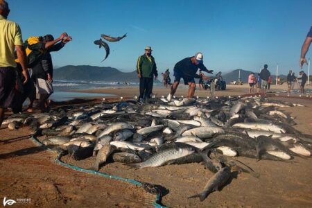 Biblioteca Pública de SC recebe mostra fotográfica ‘Pesca Artesanal da Tainha’