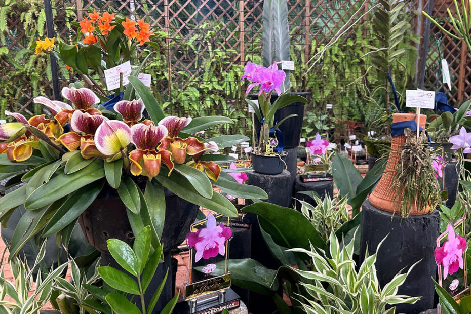 Festival das Flores de Inverno