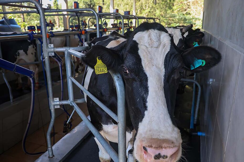 Programa Leite Bom santa catarina gado