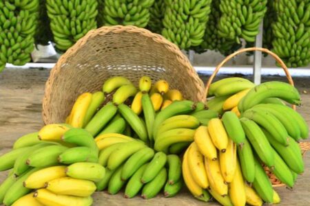 SC lidera exportações e prevê safra recorde de banana em 2025; Argentina e Uruguai são os principais compradores