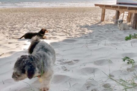 Pesquisa analisa riscos da presença de cães nas praias catarinenses