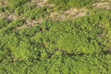 Polícia descobre ‘floresta’ com 138 mil pés de maconha no Vale do Itajaí; assista o vídeo