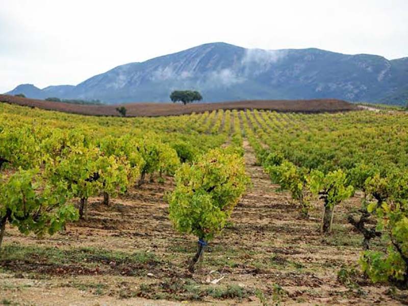 VINHOS WINE (1)