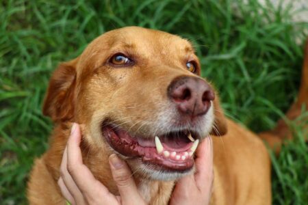 Baln. Camboriú lança programas para fortalecer políticas públicas de bem-estar animal