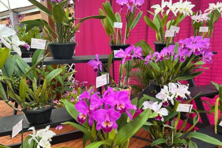 Joinville: Festival das Flores da Primavera 2025 tem exposição de orquídeas, mercado de plantas e oficinas