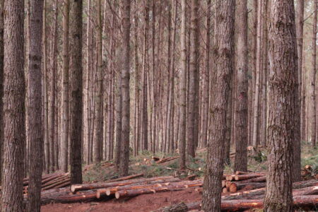 Santa Catarina lidera setor florestal e figura como potência na balança comercial brasileira
