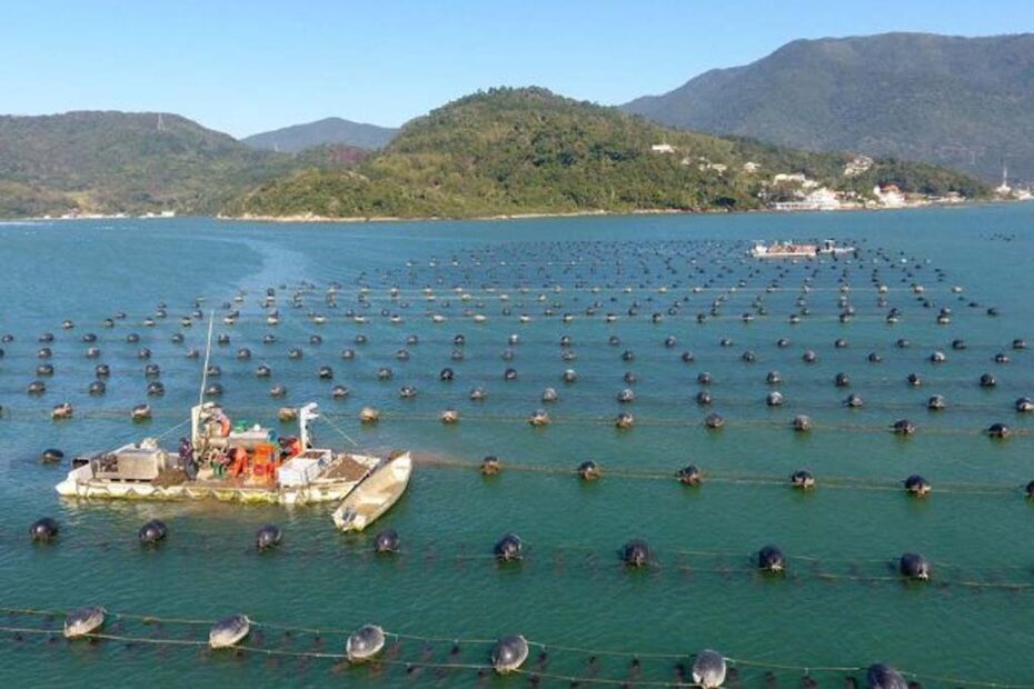 maricultura santa catarina