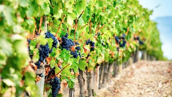 Uvas em ponto de colheita na Vina Beronia