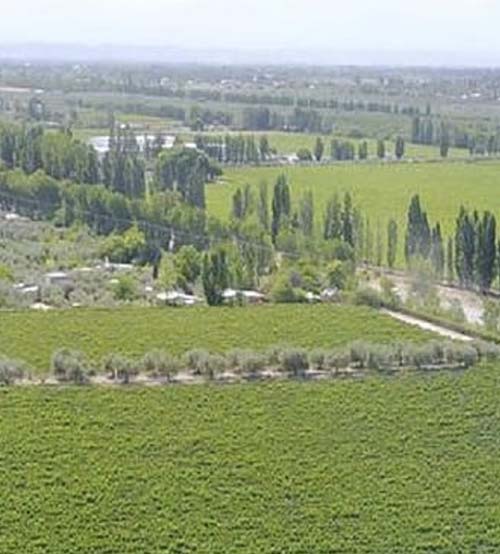 Vinhedos Mascota em Mendoza