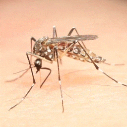 Aedes aegypti dengue