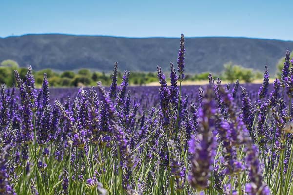 Lavanda