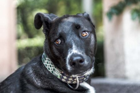 Lei que protege cachorros e gatos comunitários em Santa Catarina é sancionada