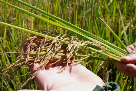 Cadeia produtiva do arroz enfrenta dificuldades em 2026, aponta SindArroz-SC