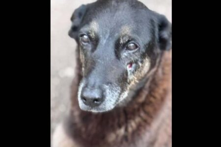 Cão Orelha: Jorginho detalha indícios de coação e porte ilegal de arma em morte de pet